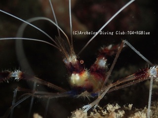 otohime250130-k.jpg