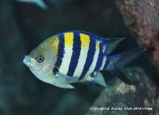 oyabicha200624.jpg