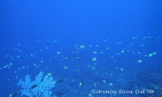 oyabicha240120-n.jpg
