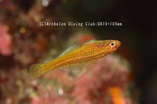 oyogibeni240627-yn.jpg