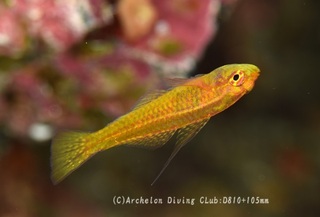 oyogibeni240806-n.jpg