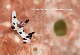panda190109-03.jpg