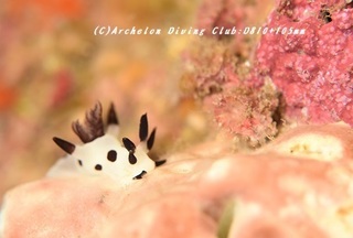 panda190124-01.jpg