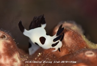 panda190609-01.jpg