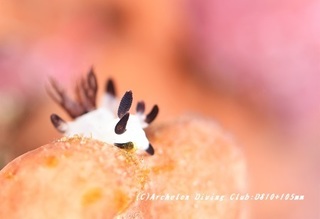 panda190618-01.jpg