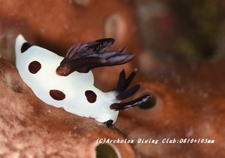 panda190703-01.jpg