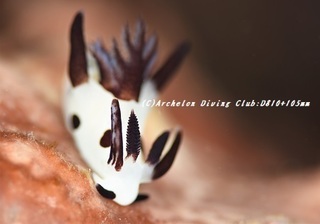 panda190706-01.jpg