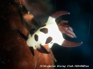 panda190909-01.jpg