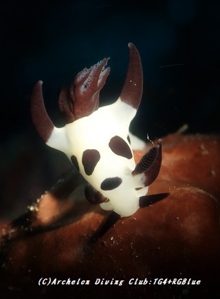 panda190909-02.jpg