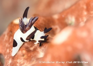 panda191001-01.jpg