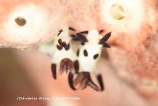 panda201018.jpg