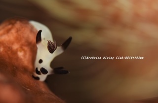 panda201020.jpg