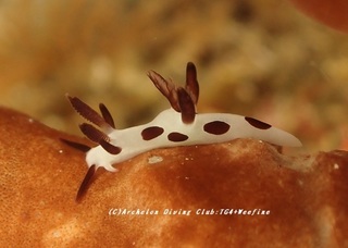 panda230803-kyoideso.jpg