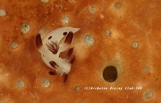 panda230804-tare.jpg