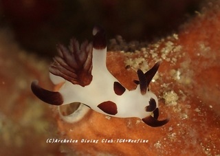 panda230816-ao.jpg