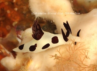 panda230918-n.jpg