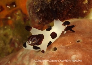 panda230919-nn.jpg