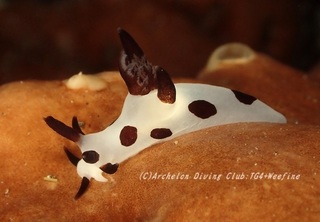 panda230920-yy.jpg