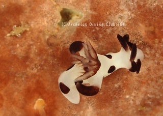 panda230929-taideya.jpg