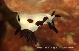 panda231102-nny.jpg