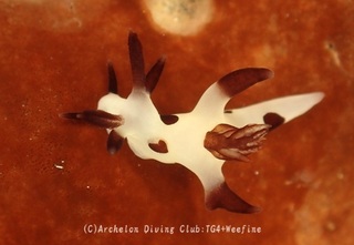 panda231116-n.jpg