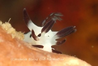 panda240114-y.jpg