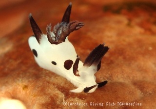 panda240117-y.jpg