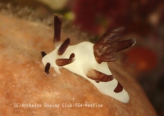 panda240421-y.jpg