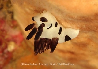 panda240616-s.jpg