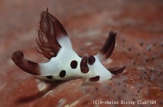 panda240902-s.jpg