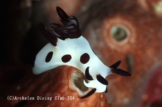 panda240909-s.jpg