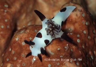 panda240913-kuni.jpg