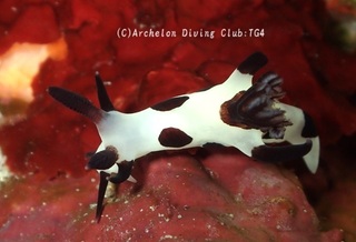 panda240922-kyo.jpg