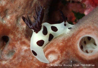 panda240924-y.jpg