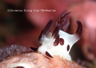 panda241031-y.jpg