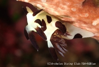 panda241113-yn.jpg