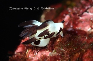 panda241128-s.jpg