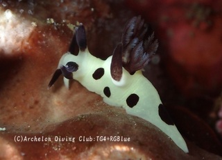 panda241217-y.jpg