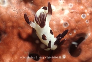 panda241223-y.jpg