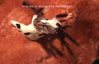 panda241224-y.jpg