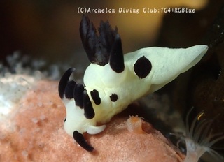 panda250126-y.jpg