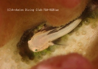pandadaruma240815-k.jpg