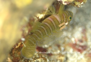 parasaito240411-n.jpg