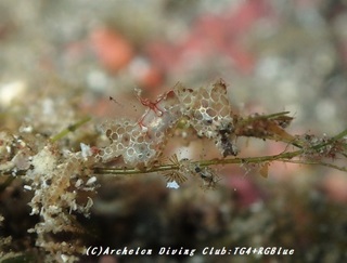 pigmi180924-01.jpg