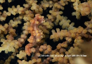 pigmi190509-01.jpg