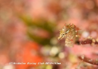 pigmi190512-01.jpg