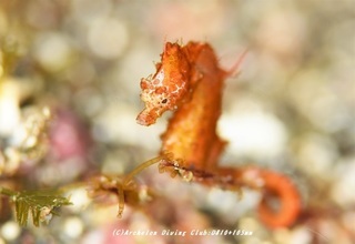 pigmi210226-na-02.jpg