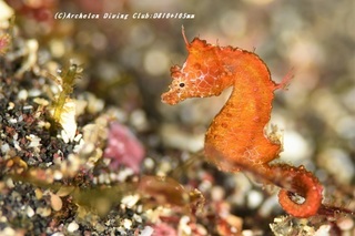 pigmi210226-na.jpg