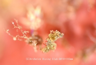 pigmi231012-n.jpg