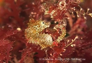 pigmi231023-n02.jpg